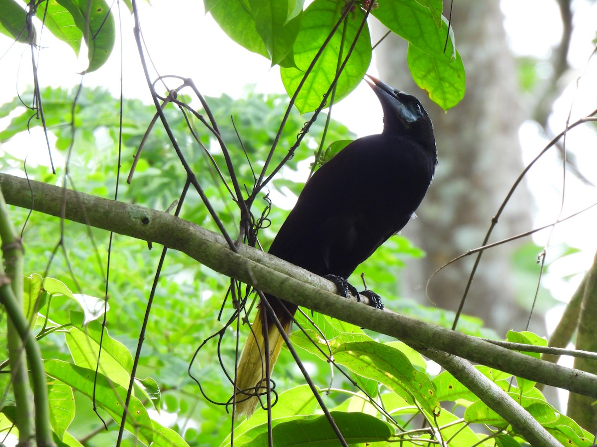Black Oropendola - ML635294608
