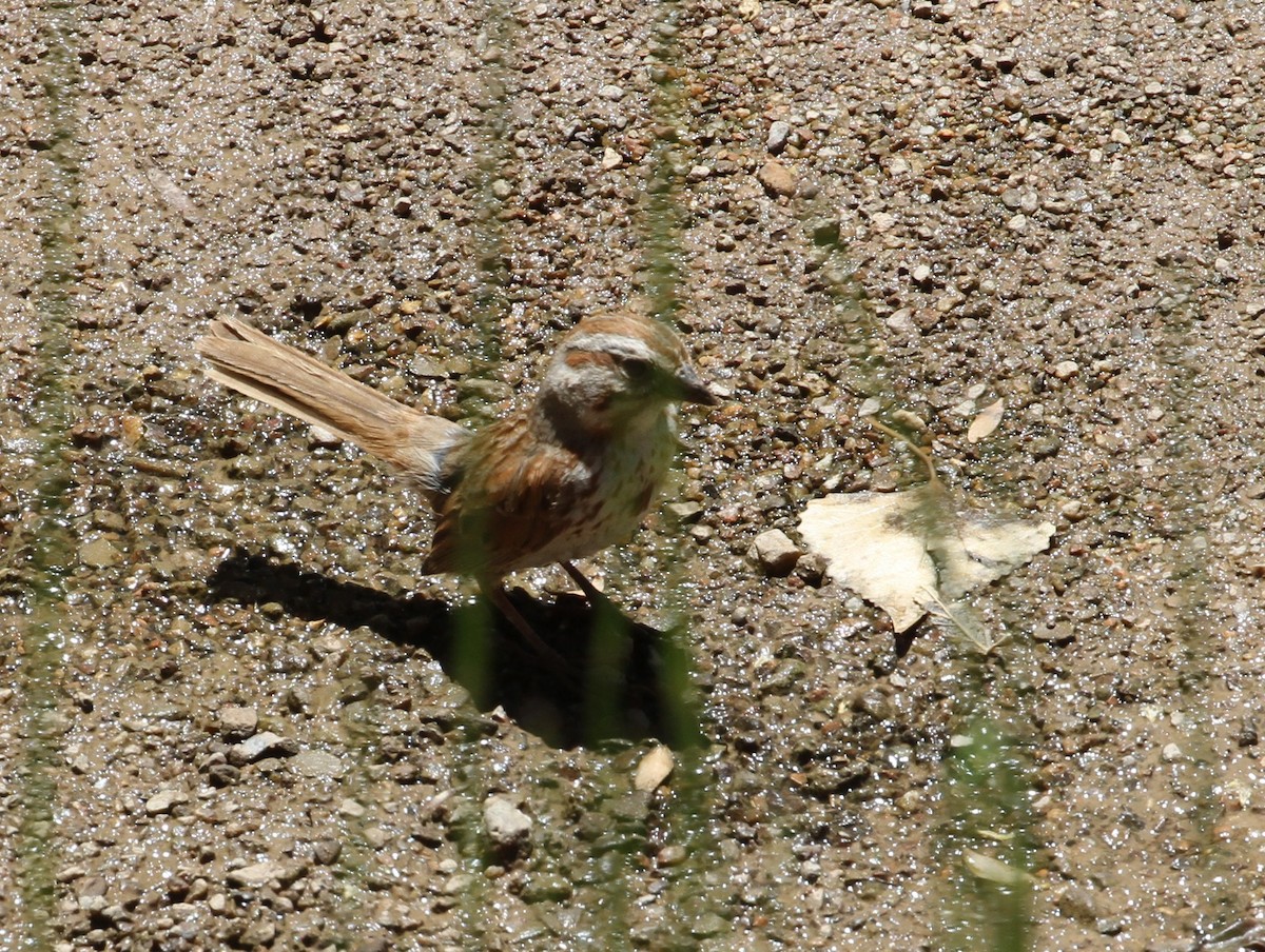 Song Sparrow - ML63529461