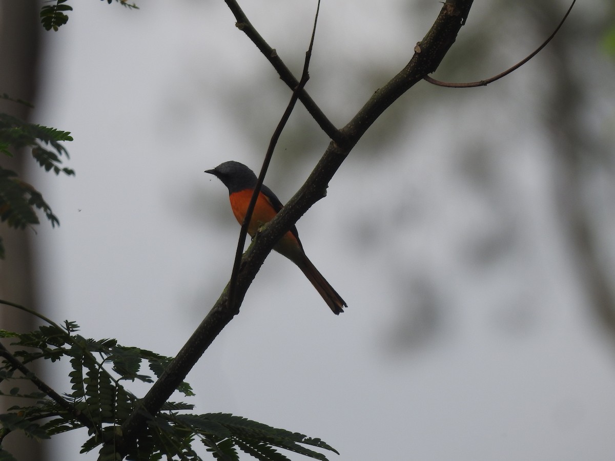 Small Minivet - ML635294682