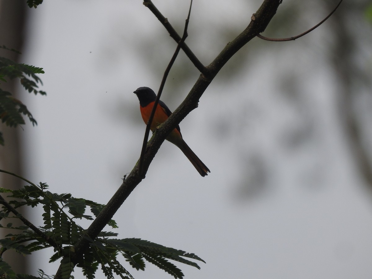 Small Minivet - ML635294683