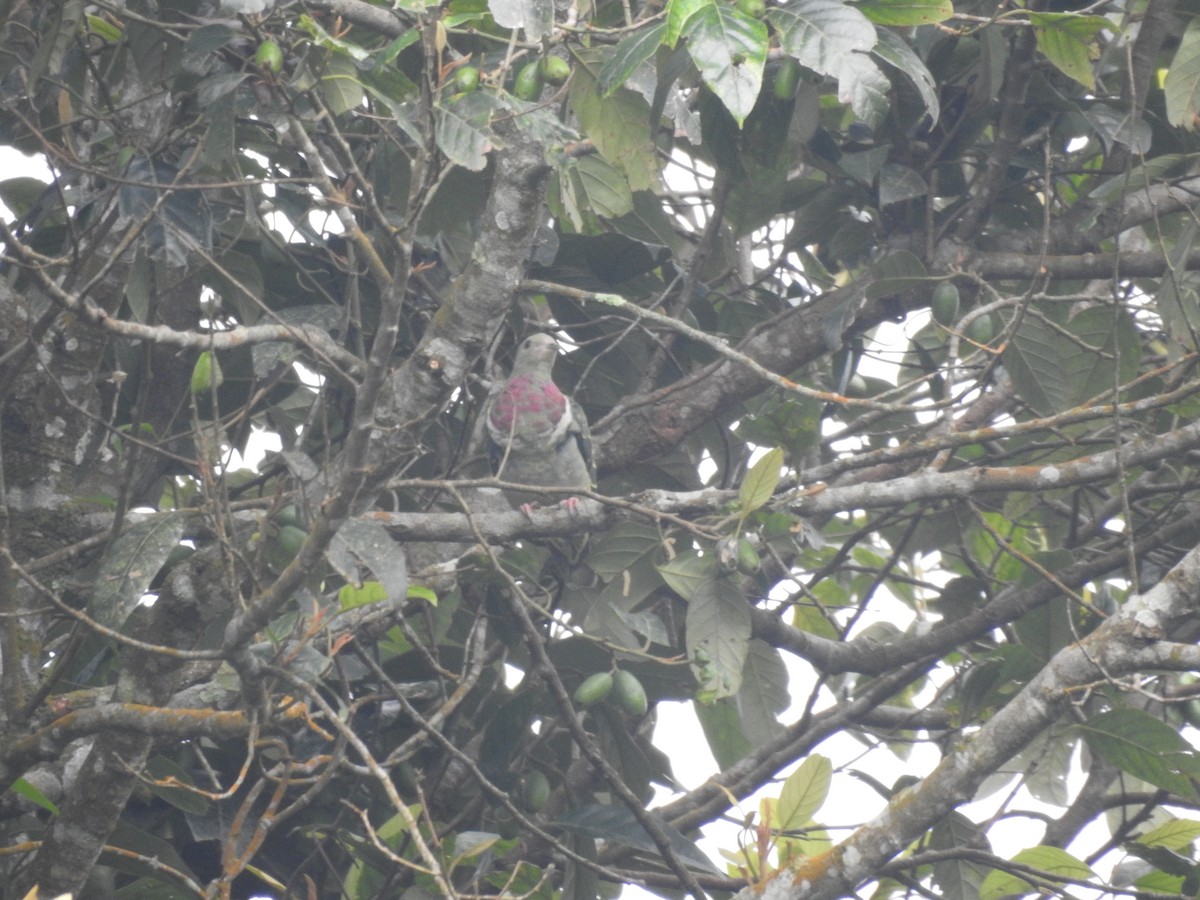 Pink-headed Fruit-Dove - ML635294703