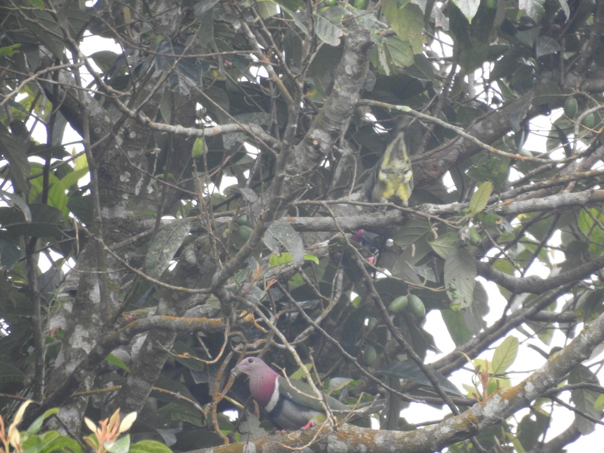 Pink-headed Fruit-Dove - ML635294743