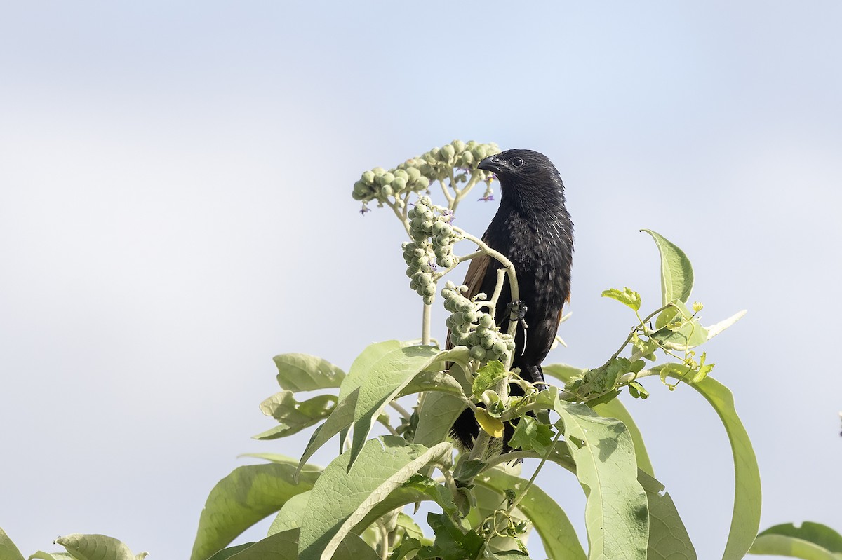 Black Coucal - ML635294766