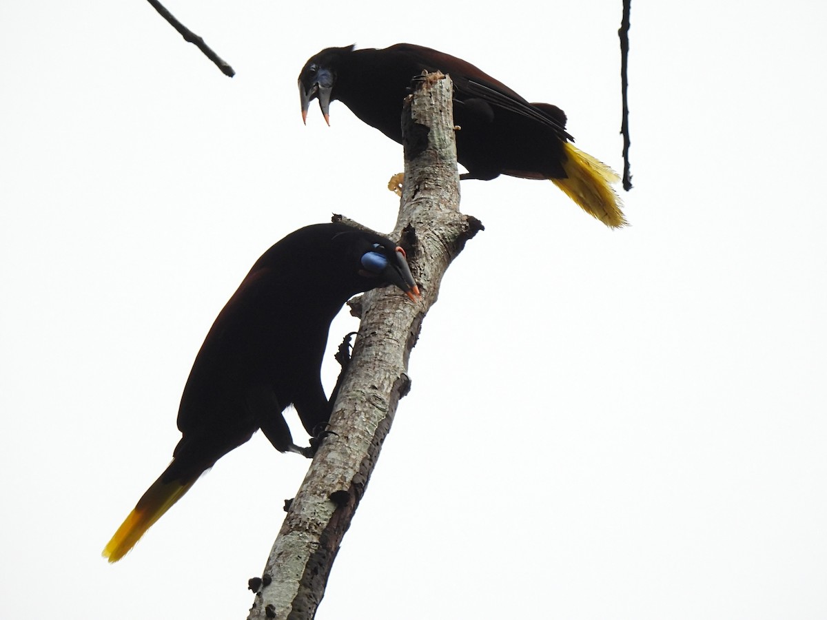 Black Oropendola - ML635294785
