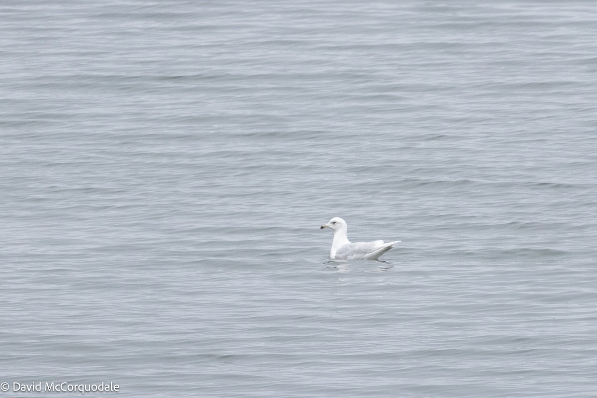Iceland Gull (kumlieni) - ML635294877
