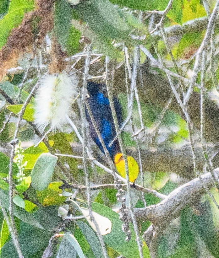 Blue-eared Kingfisher - ML635294892