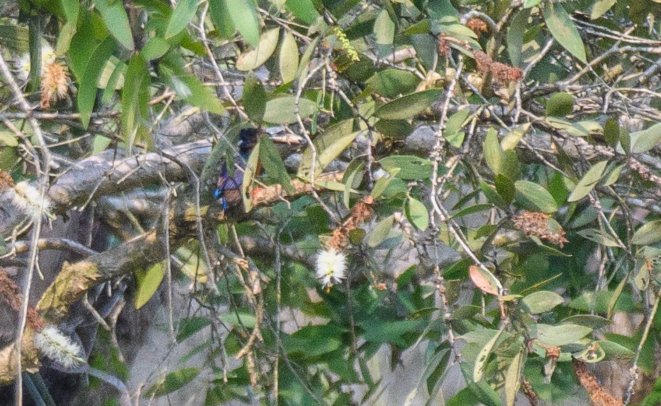 Blue-eared Kingfisher - ML635294893