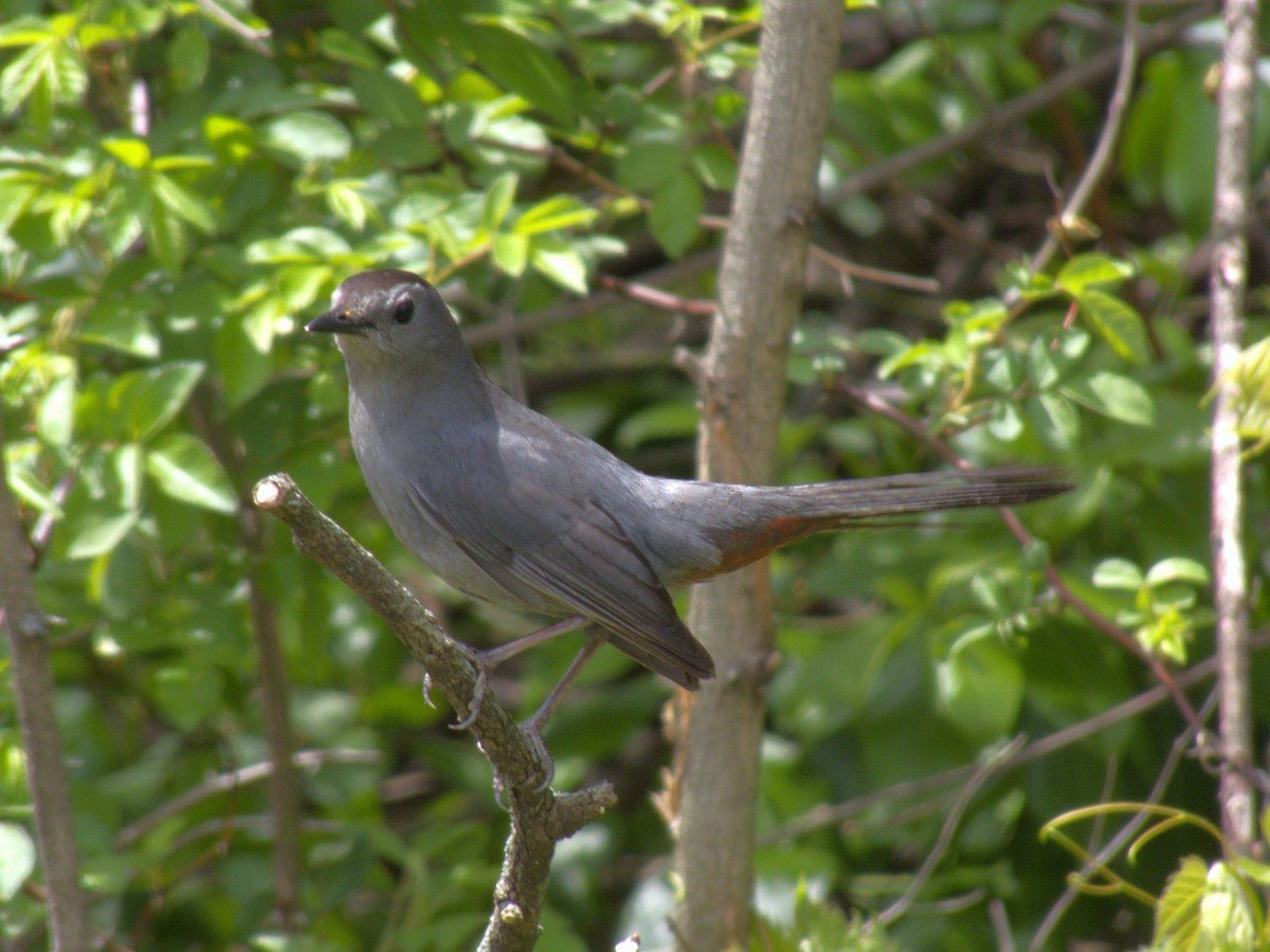 Gray Catbird - ML635294943