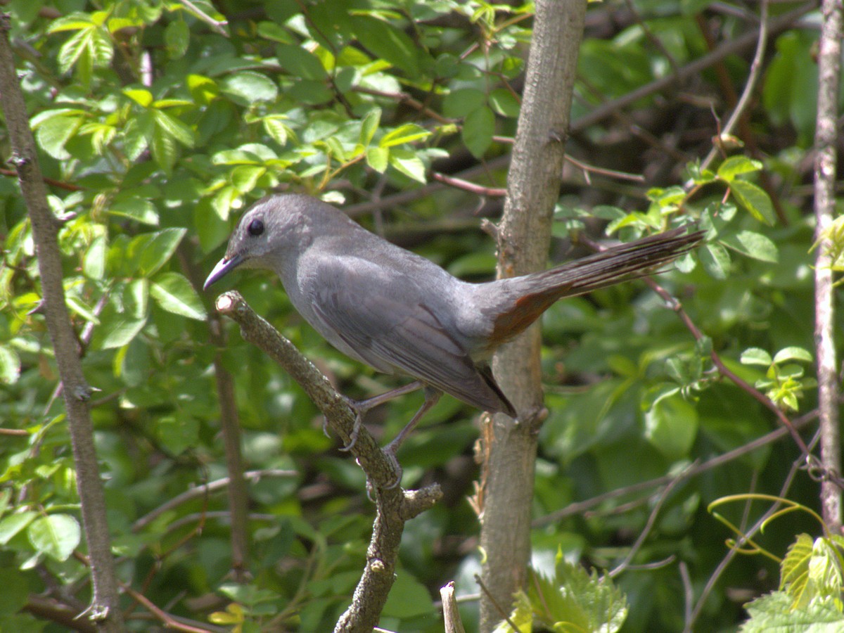 Gray Catbird - ML635294944