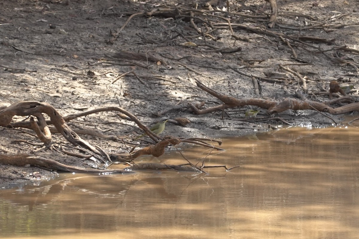 Purple-gaped Honeyeater - ML635295034