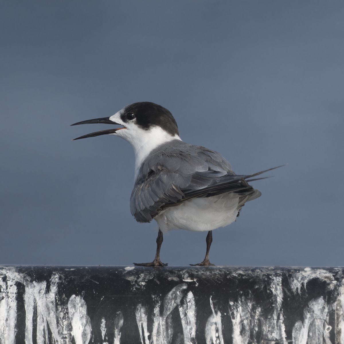 White-cheeked Tern - ML635295071