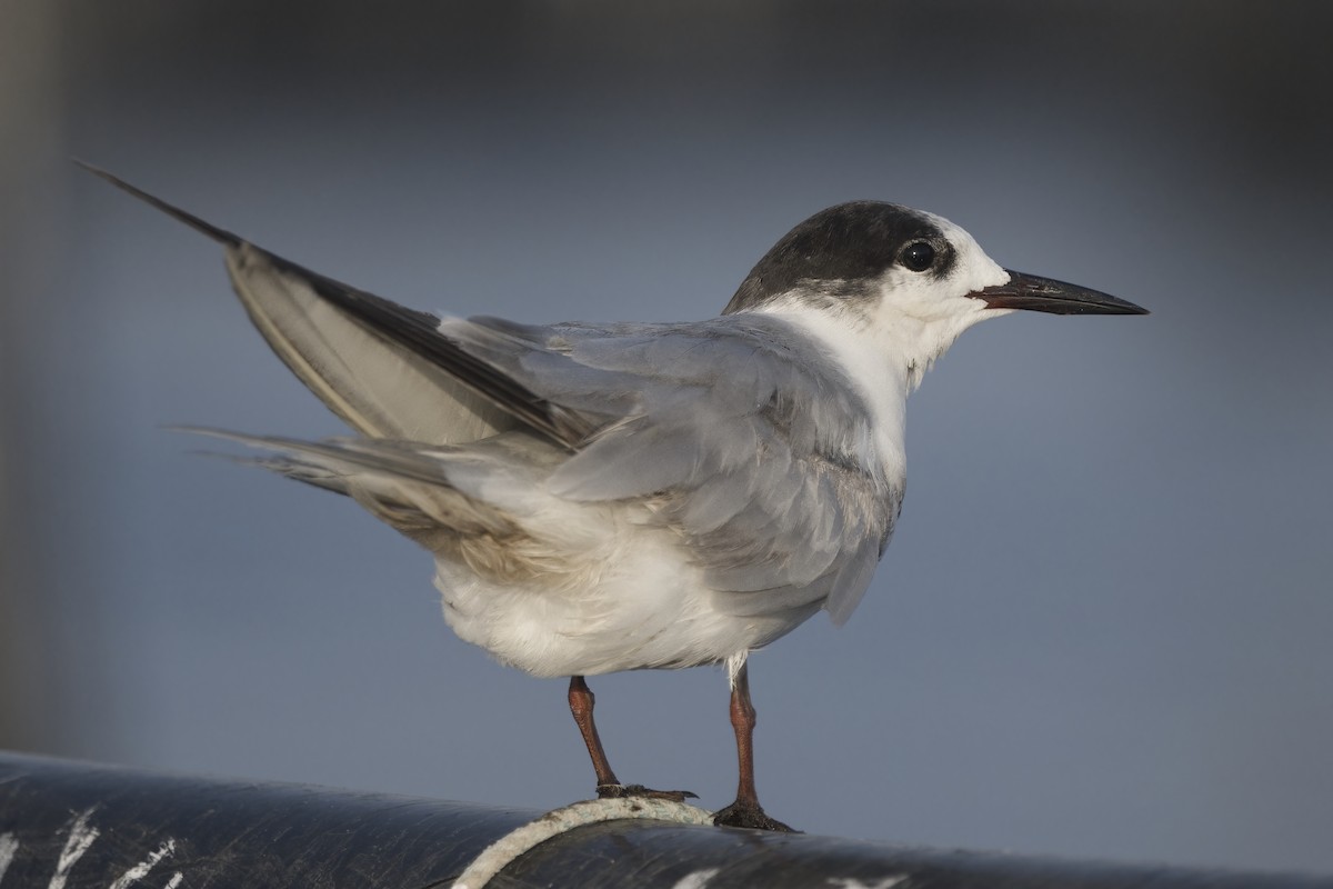 White-cheeked Tern - ML635295072