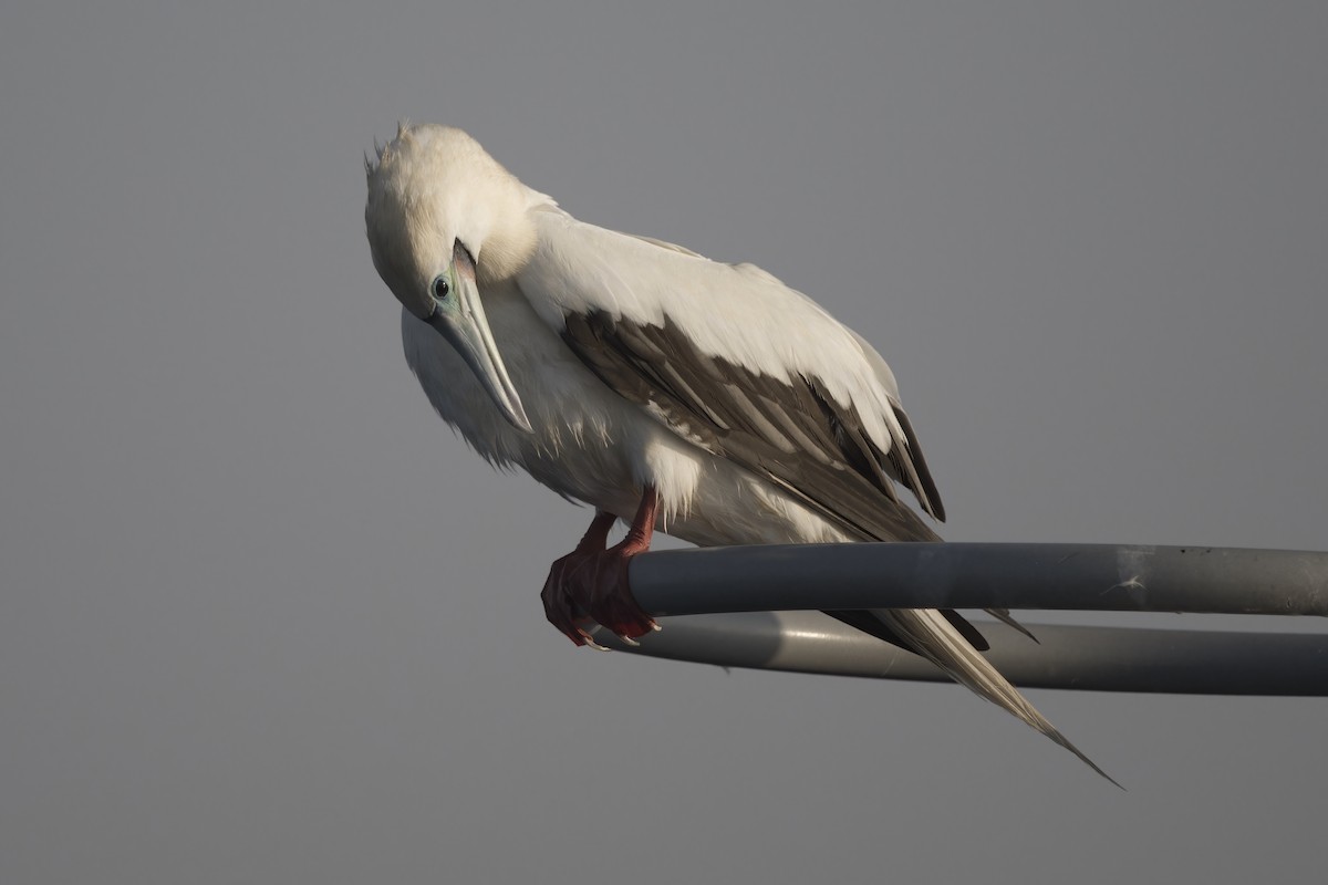 Red-footed Booby - ML635295136