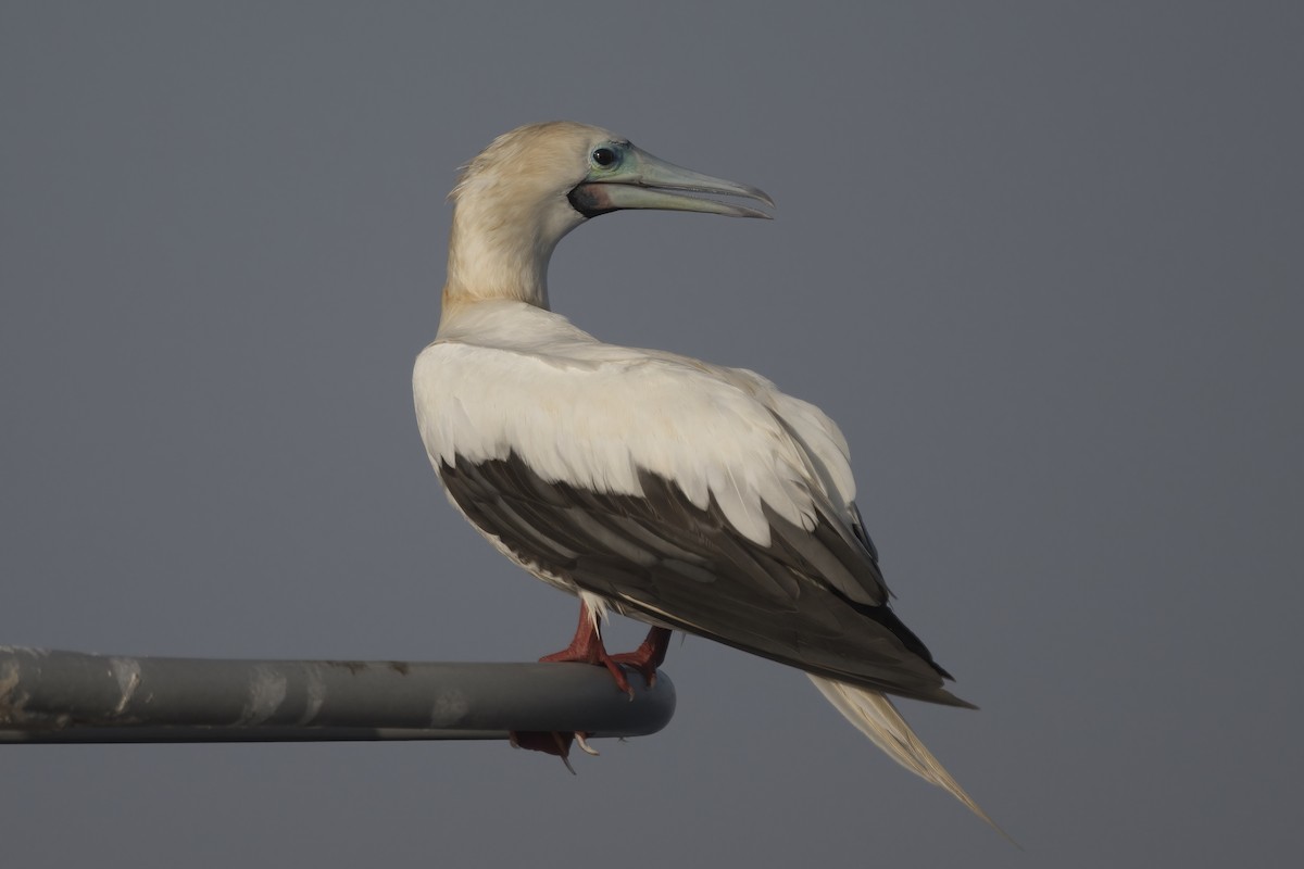 Red-footed Booby - ML635295137