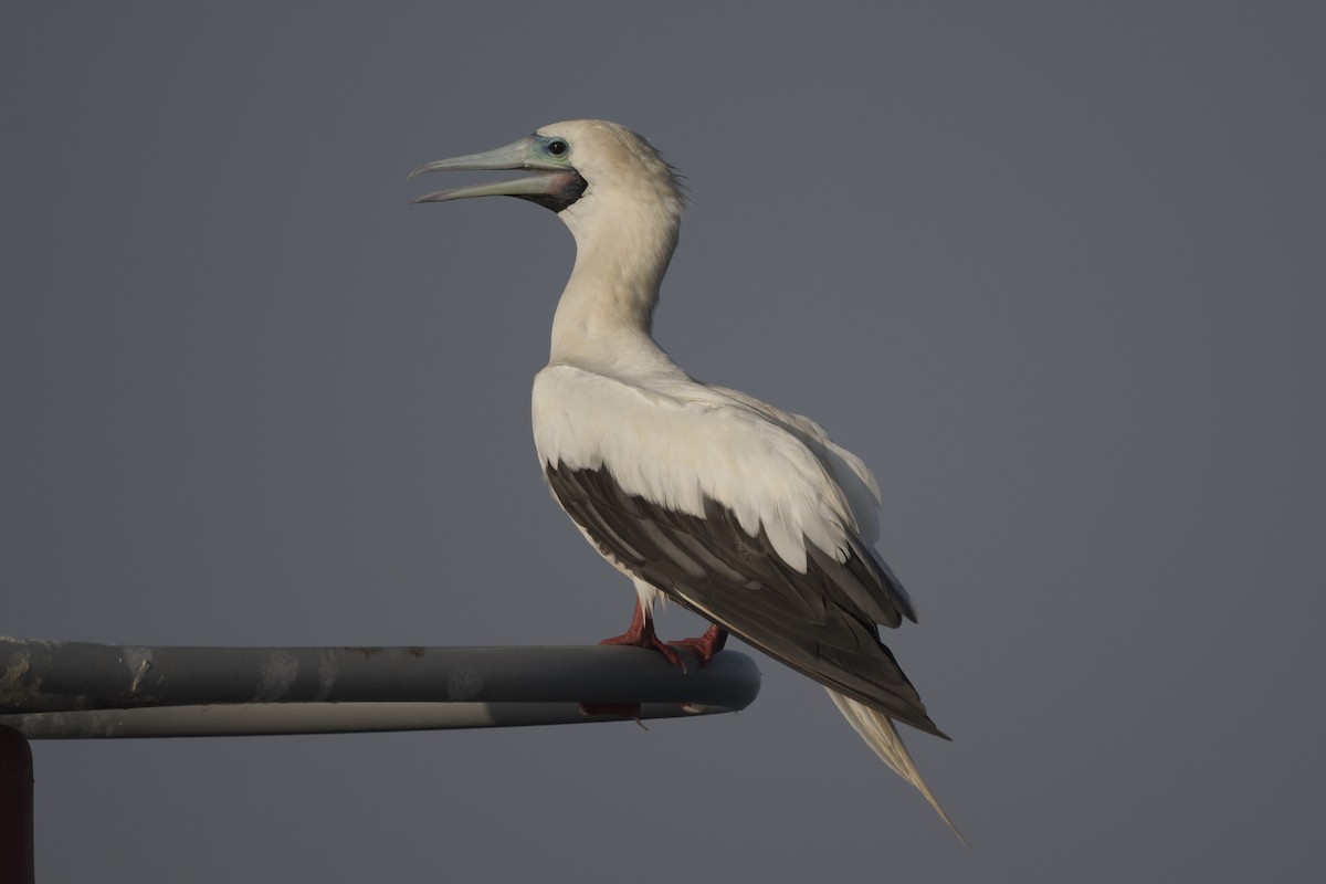 Red-footed Booby - ML635295138