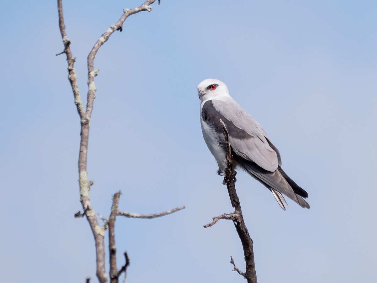 Black-shouldered Kite - ML635295199