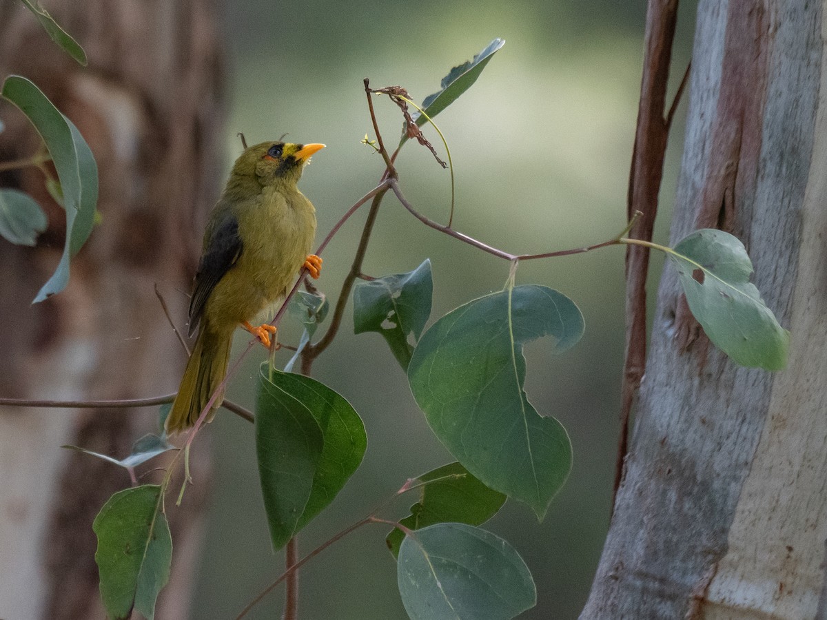 Bell Miner - ML635295206