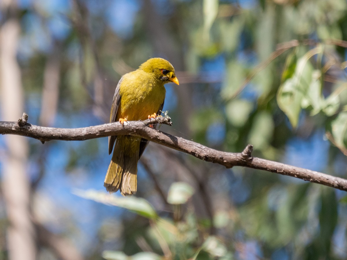 Bell Miner - ML635295207