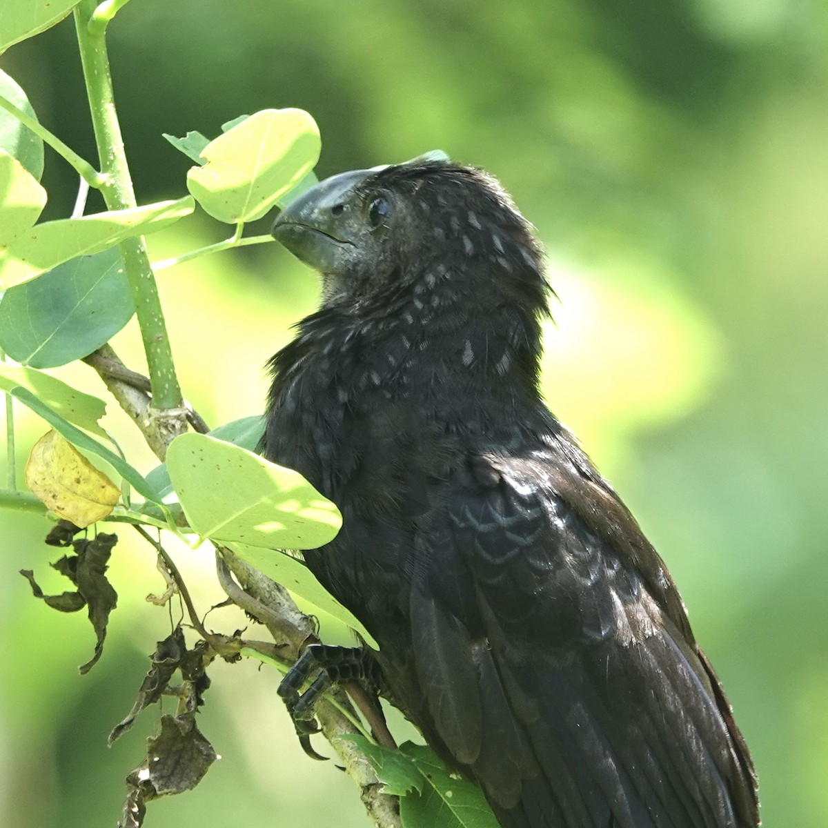 Smooth-billed Ani - ML635295209