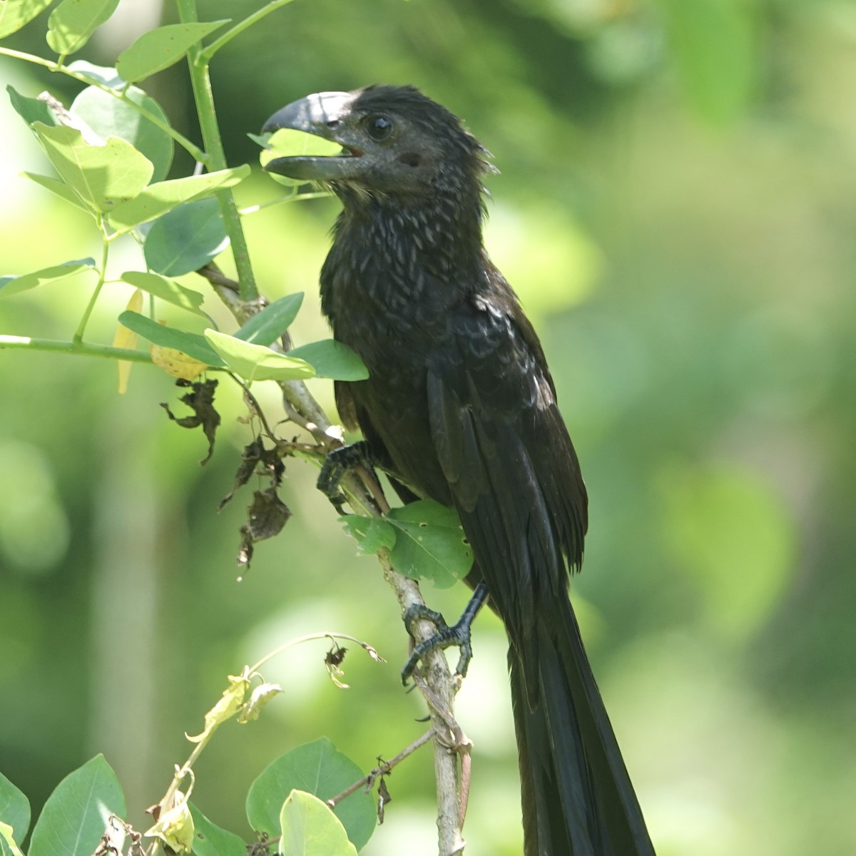 Smooth-billed Ani - ML635295210