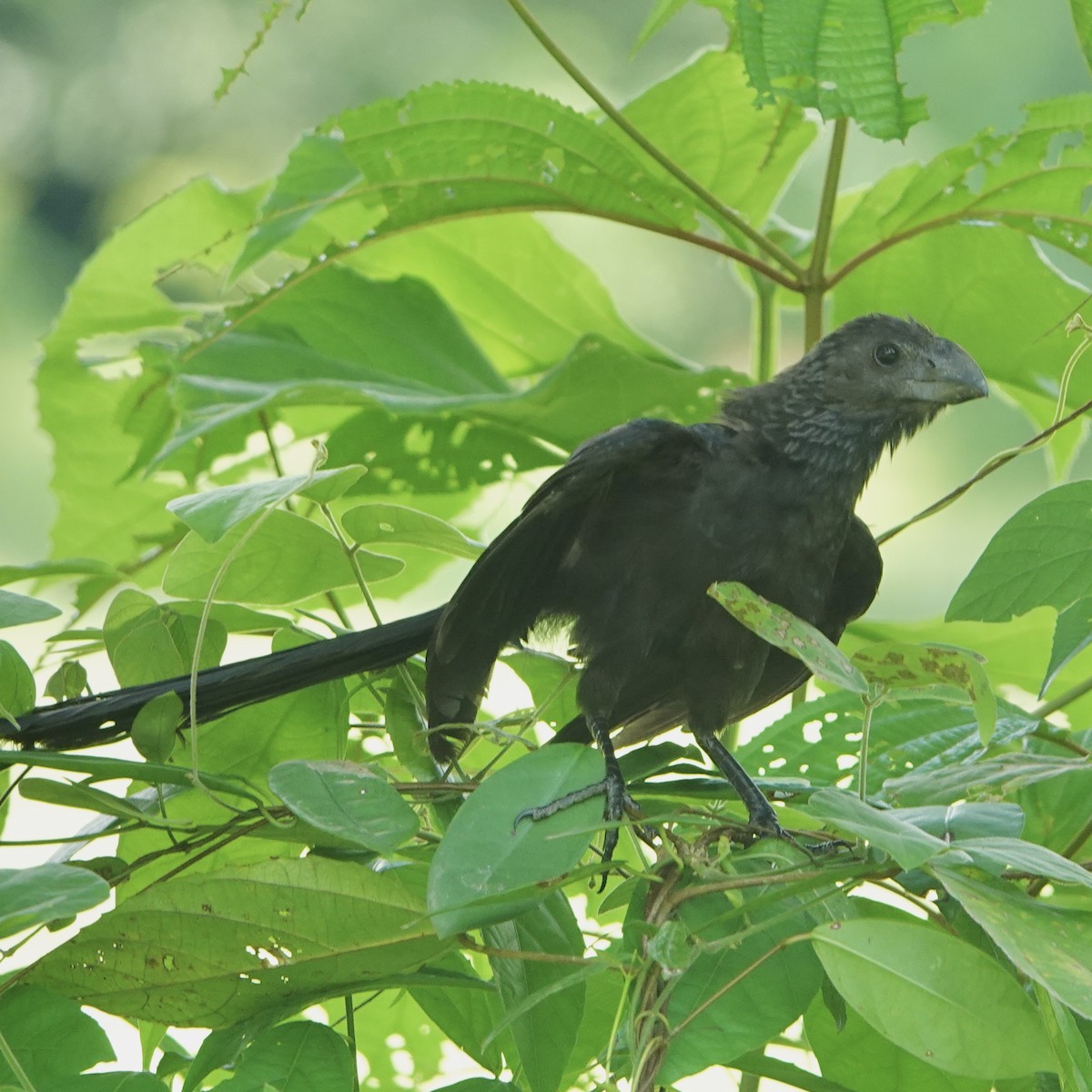 Smooth-billed Ani - ML635295211