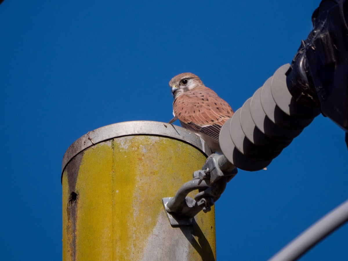 Nankeen Kestrel - ML635295244