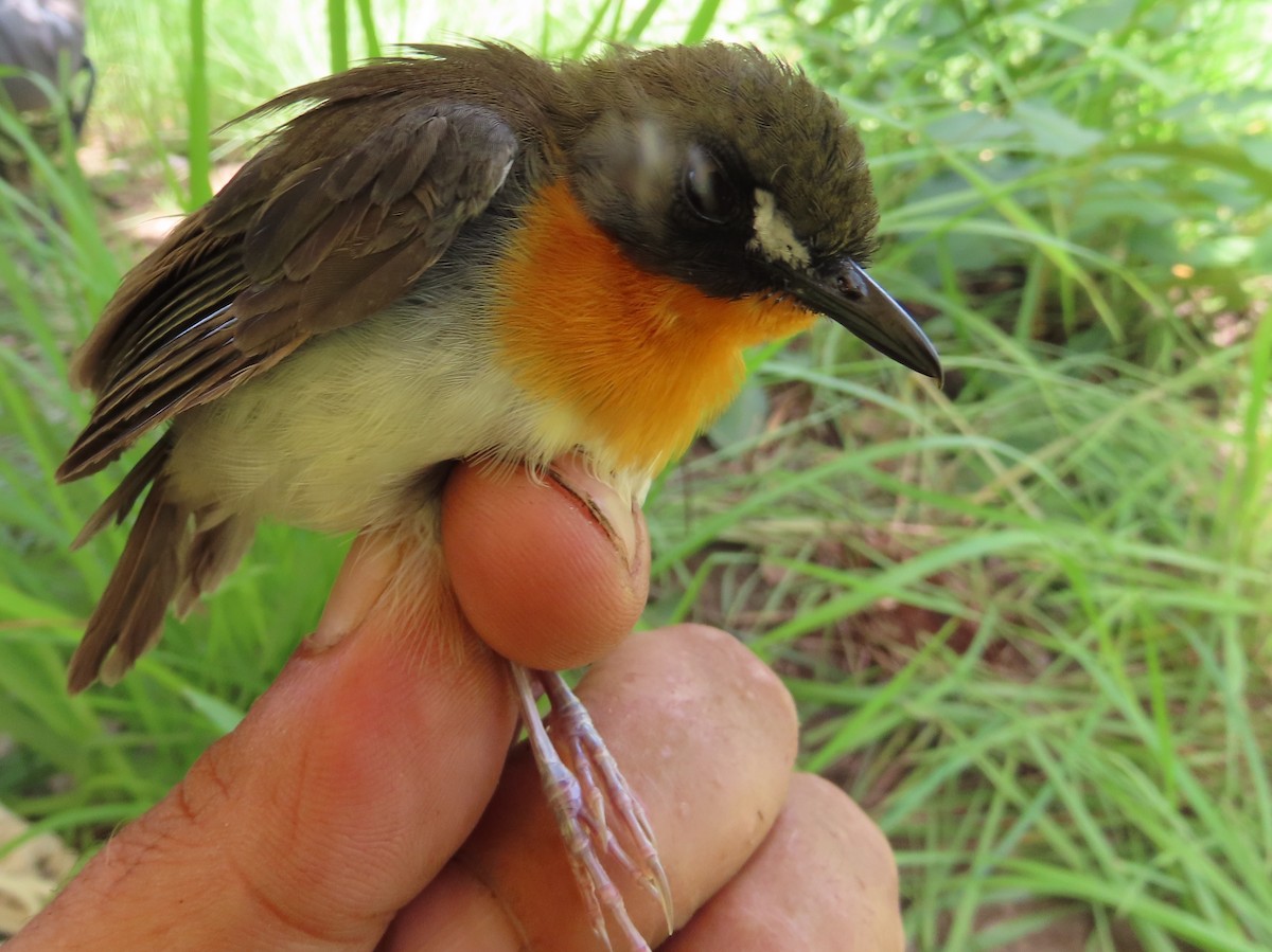 Orange-breasted Forest Robin - ML635295332