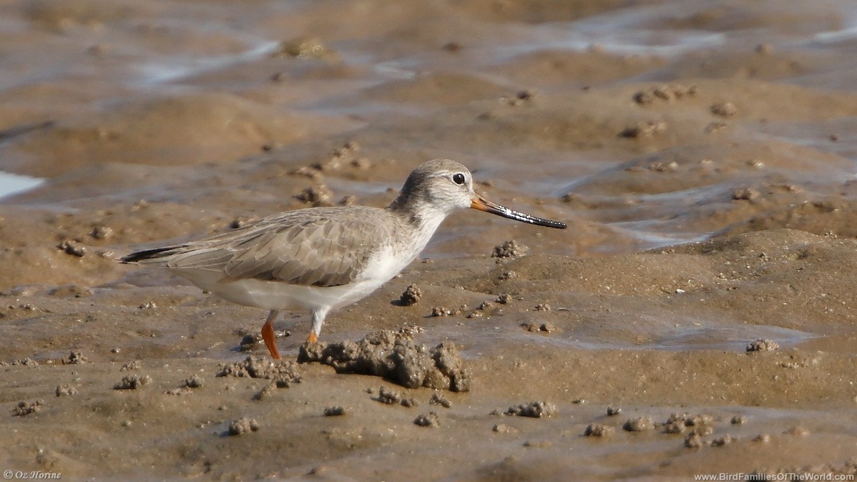 Terek Sandpiper - ML635295337