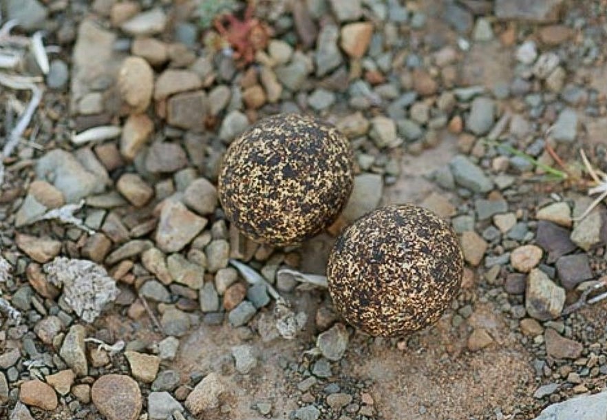 Burchell's Courser - ML635295374