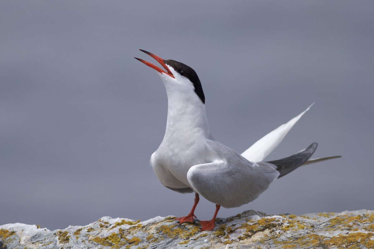 Common Tern - ML63529541