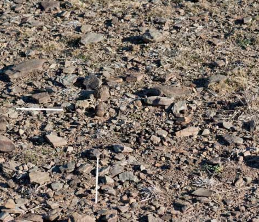 Burchell's Courser - ML635295423