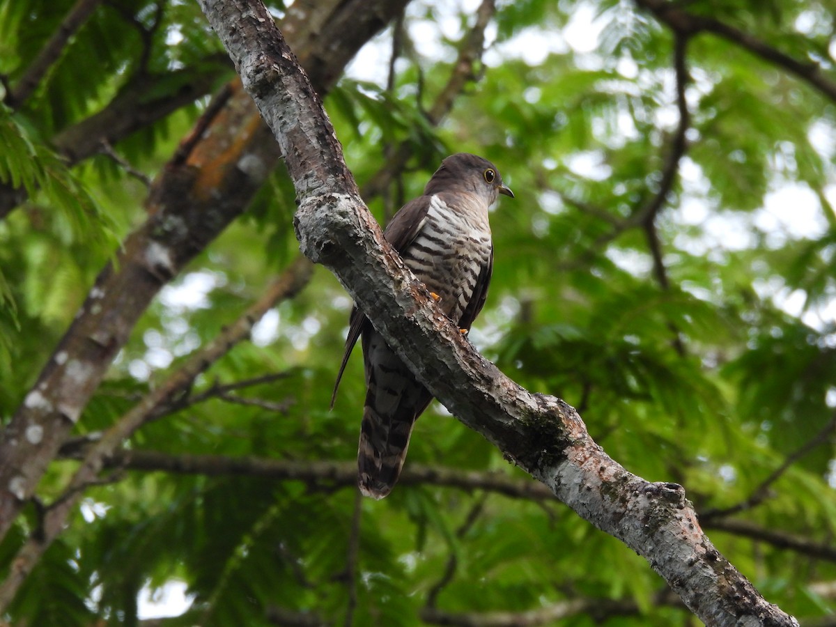 Indian Cuckoo - ML635295469