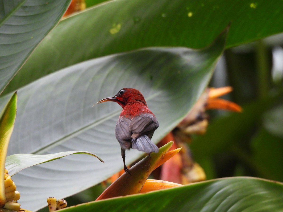 Crimson Sunbird - ML635295486