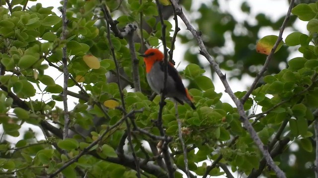 Scarlet-headed Flowerpecker - ML635295539