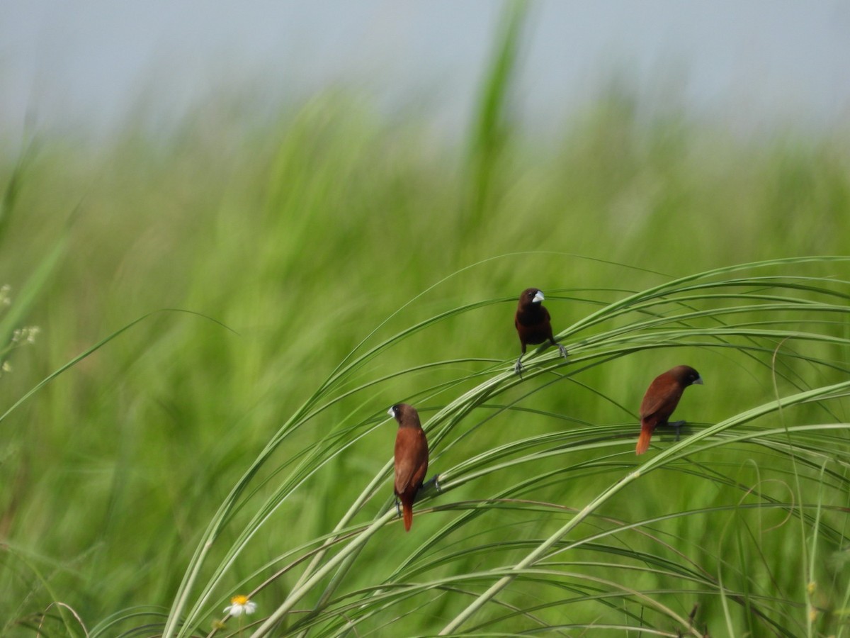 Chestnut Munia - ML635295565