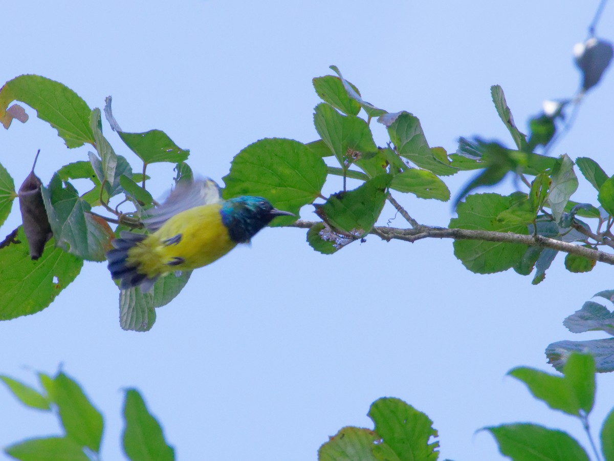 Collared Sunbird - ML635295594