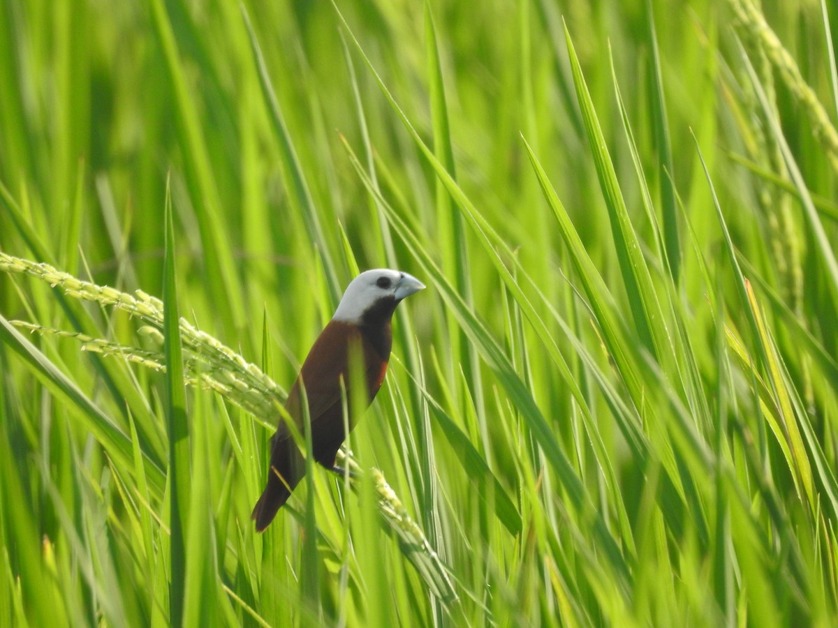 White-capped Munia - ML635295607