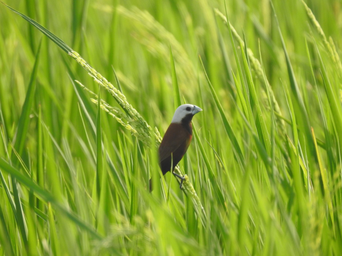 White-capped Munia - ML635295610