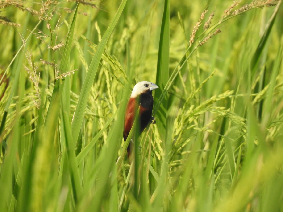 White-capped Munia - ML635295617