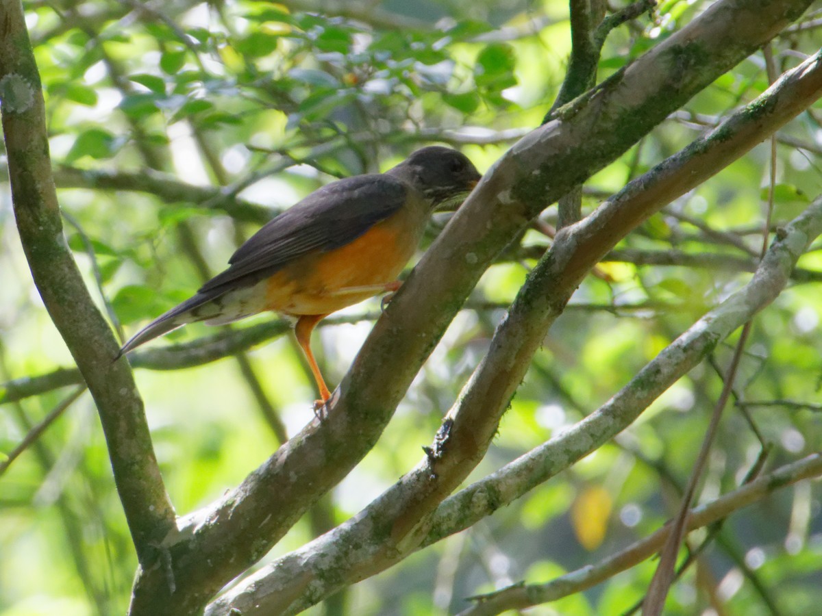 Olive Thrush - ML635295652