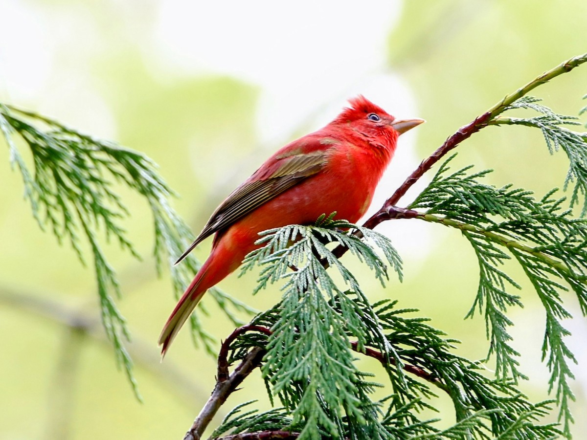 Summer Tanager - Phil Mills