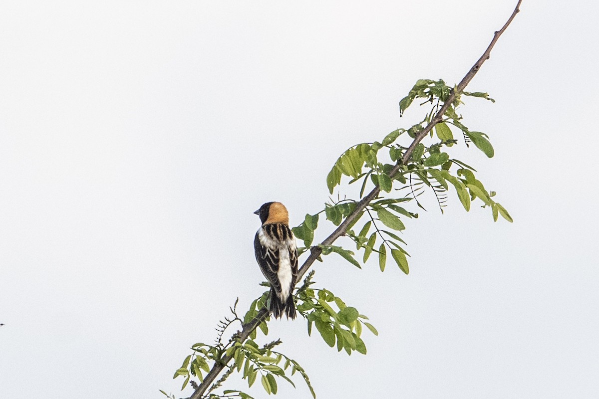 Bobolink - ML635295667