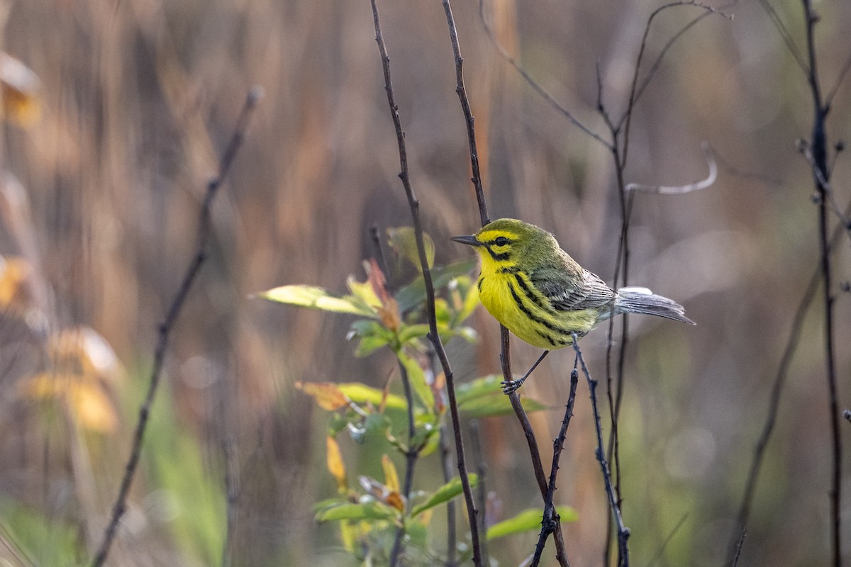 Prairie Warbler - ML635295673