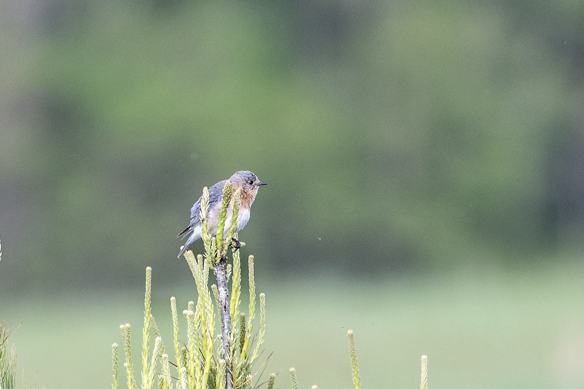 Eastern Bluebird - ML635295680