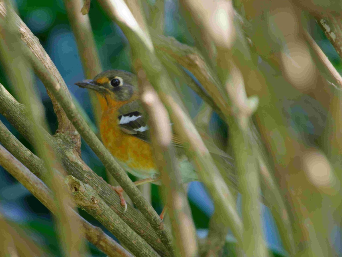 Orange Ground-Thrush - ML635295682