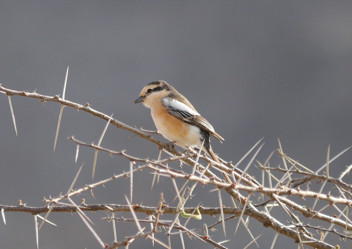 Masked Shrike - ML635295703