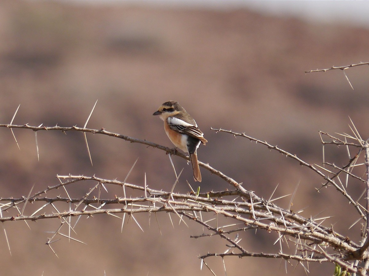 Masked Shrike - ML635295704