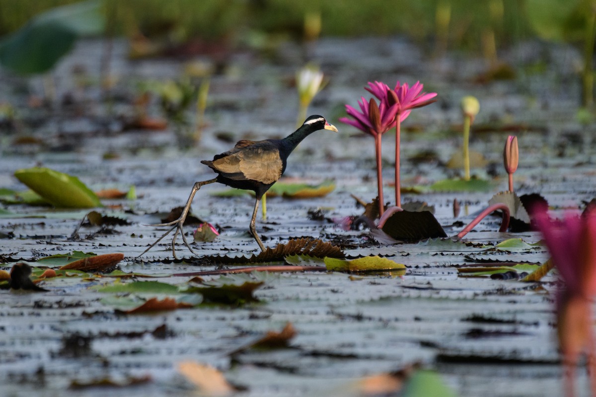 Bronze-winged Jacana - ML635295760