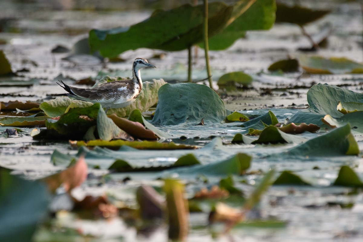 Jacana à longue queue - ML635295761