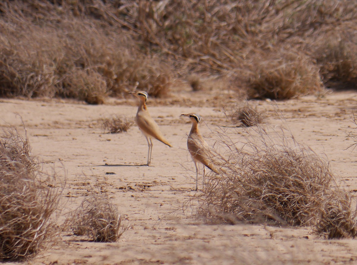 Cream-colored Courser - ML635295807